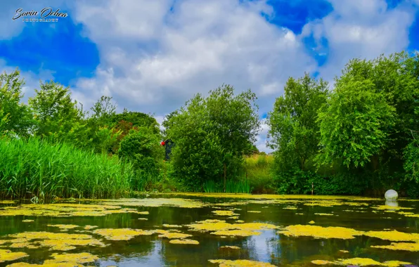 House, trees, lake, fish, farm, duck, water lily, waterlilies