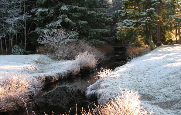 Winter, frost, forest, light, trees, stream, spruce