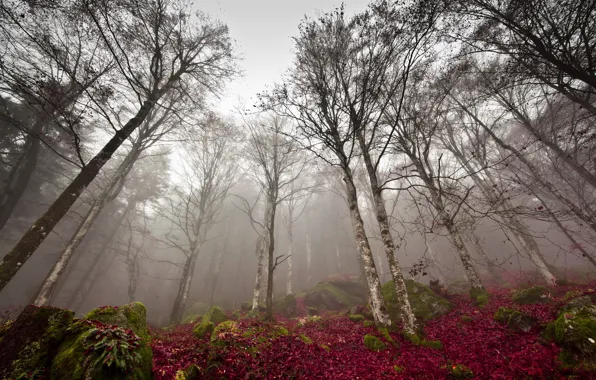 Picture autumn, forest, nature, fog