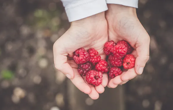 Summer, nature, berries, raspberry, background, food, hands, harvest