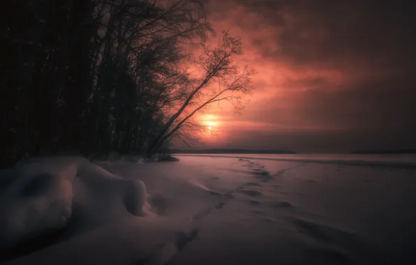 Picture winter, night, nature