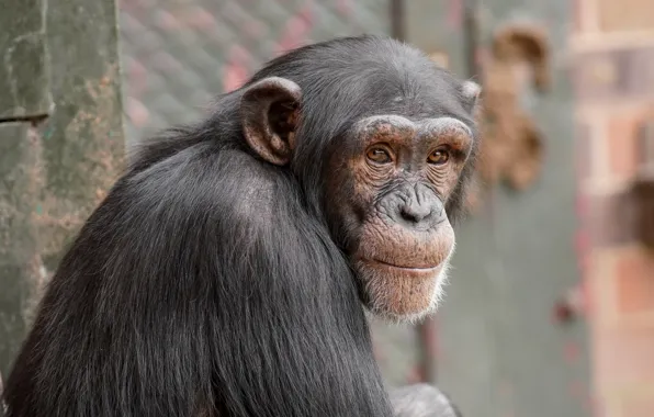 Picture look, nature, monkey