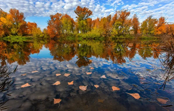 Autumn, leaves, water, trees, Nature, Paul Sahaidak