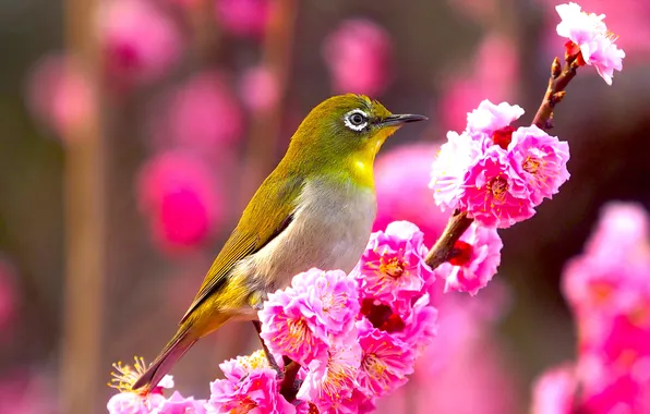 Light, flowers, bird, branch, spring, Sakura, pink, flowering