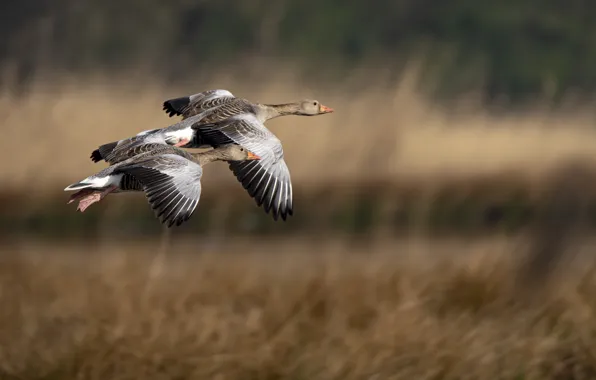 Field, flight, birds, pair, geese, bokeh, two birds, two geese