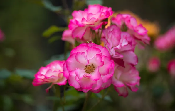 Picture macro, roses, petals
