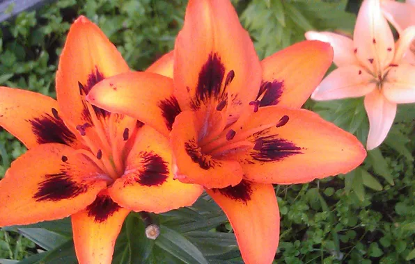 Flowers, Lily, Lily, flowers, flowerbed, floral background, natural background