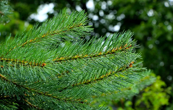 Tree, pine, twig