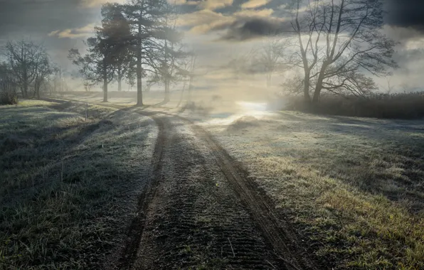 Picture road, light, fog, morning