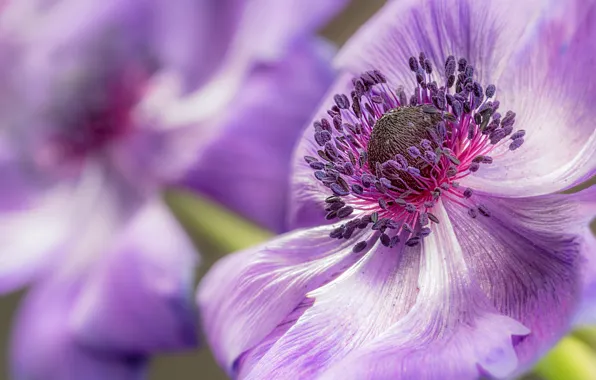 Picture macro, petals, Anemone, Anemone