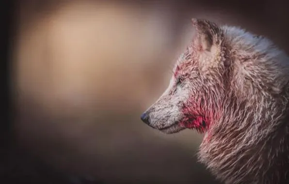 Blood, predator, animal, wolf, arctic wolf