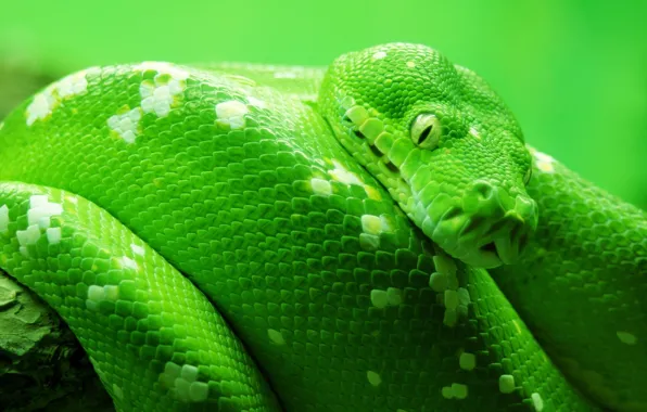 Picture animals, snakes, nature, snake, macro fauna