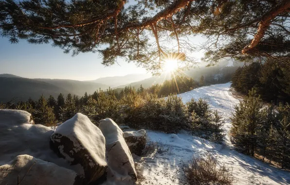 Winter, forest, the sun, rays, light, snow, mountains, branches