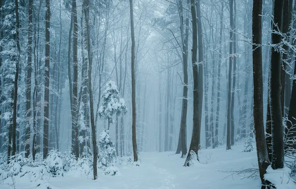 Winter, frost, forest, snow, trees, branches, nature, fog