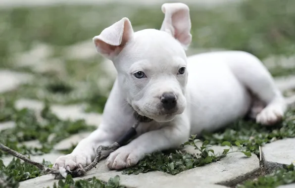 Picture dog, baby, puppy, American bully