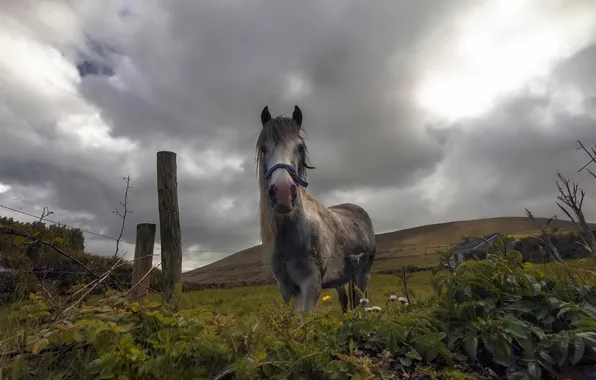 Nature, horse, the fence