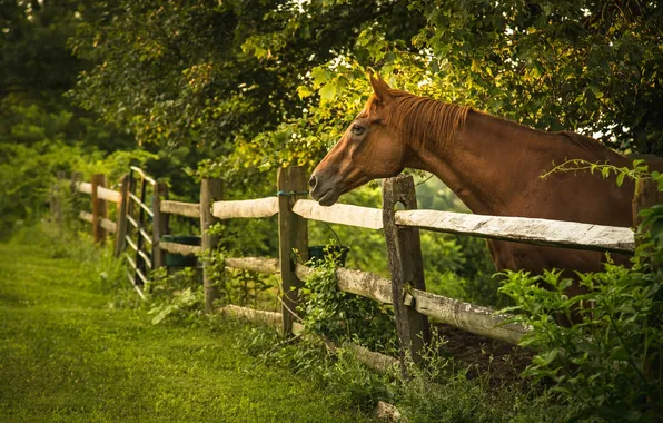 Summer, trees, horse, the fence, fence