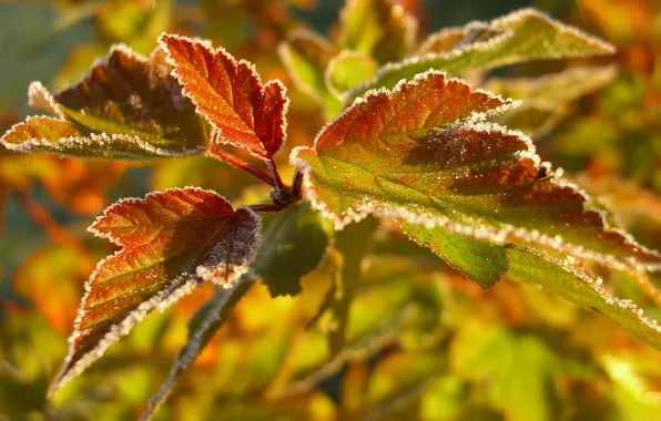 Picture leaves, frost, macro