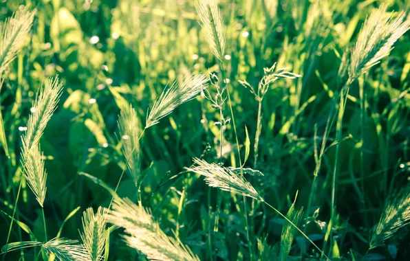Picture wheat, field, grass, macro, nature, photo, spikelets, ears