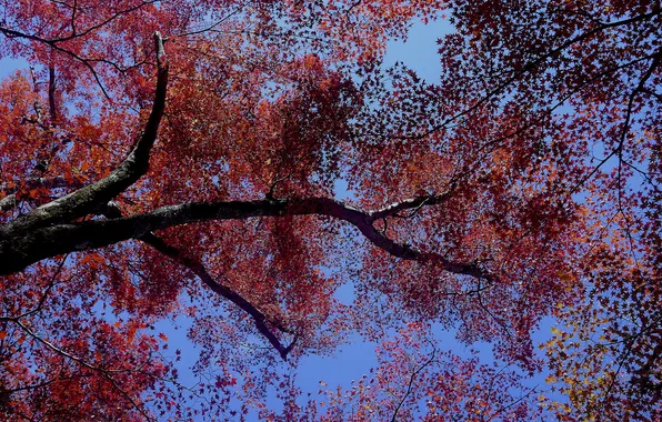 Picture autumn, the sky, leaves, tree, crown