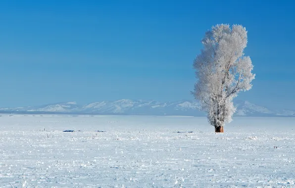 Winter, frost, the sky, snow, trees, mountains, horizon