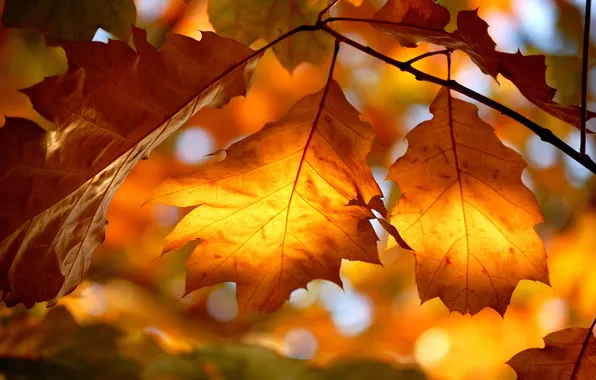 Picture autumn, light, nature, foliage