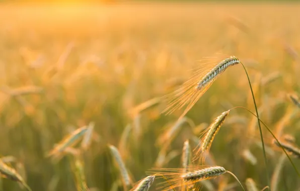 Nature, Golden light, Barley Field