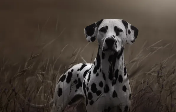 Picture grass, look, dog, Dalmatian