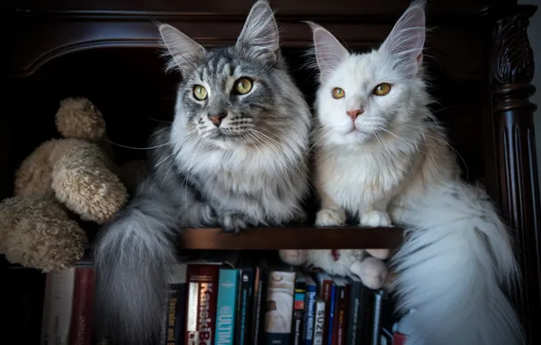 Cat, white, cat, look, cats, pose, the dark background, grey