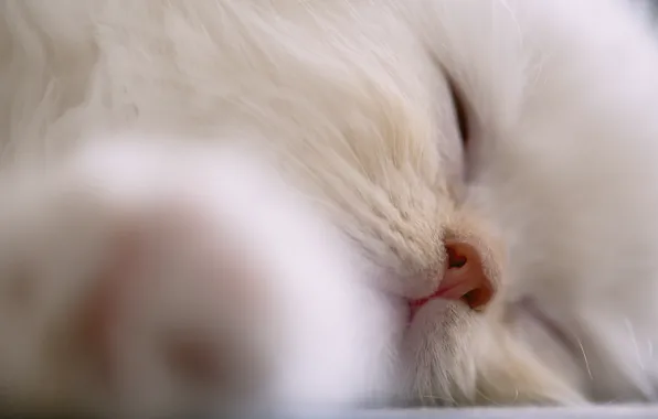 Cat, cat, face, background, widescreen, Wallpaper, nose, sleeping