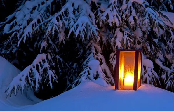 Picture winter, light, snow, tree, spruce, lantern, light, winter