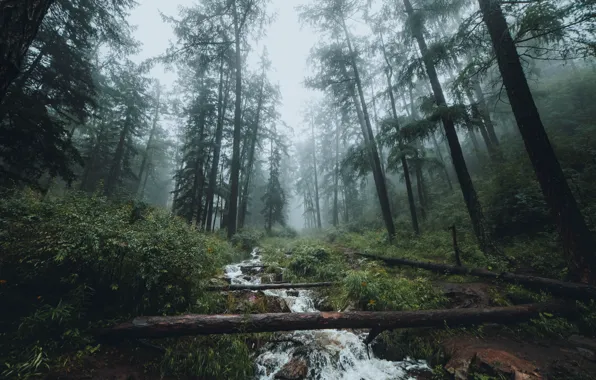 Forest, water, trees, nature, fog, stream