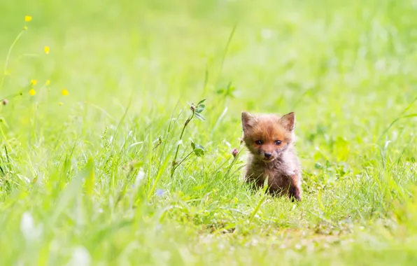 Greens, summer, grass, nature, glade, small, Fox, wildlife