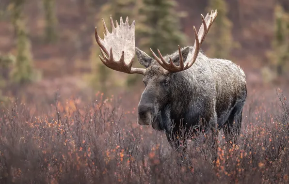 Autumn, forest, look, face, branches, walk, the bushes, moose
