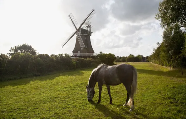 Picture grass, trees, nature, horse, mill
