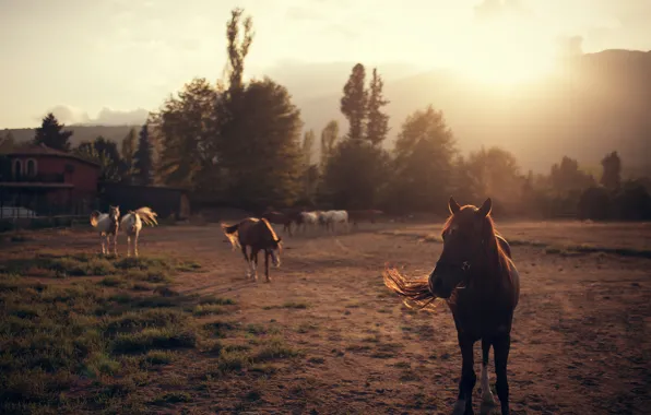 Picture horses, horse, Ivan Gorokhov