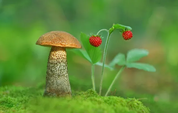Photo, mushroom, moss, strawberries