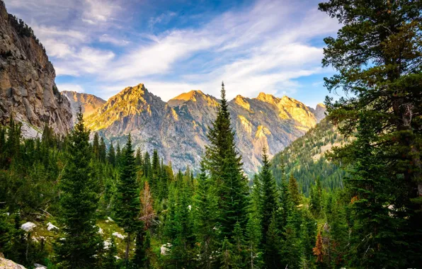 Picture forest, landscape, mountains