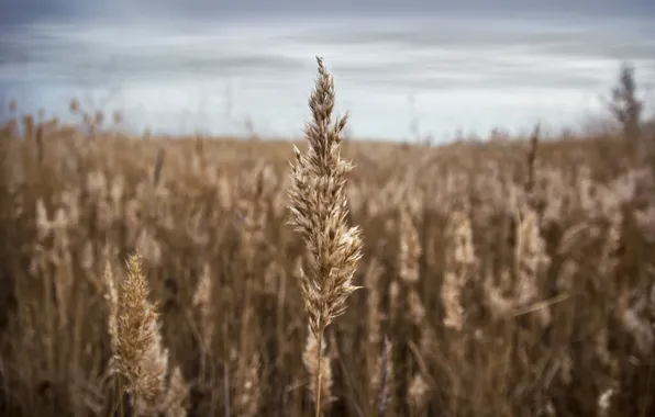 Field, silence, ear