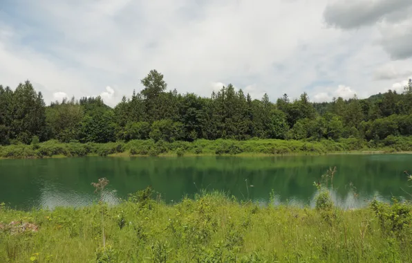 Greens, summer, grass, trees, lake, green, Nature, summer