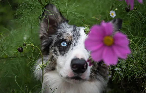 Flower, look, nature, pose, dog, face, kosmeya, the border collie