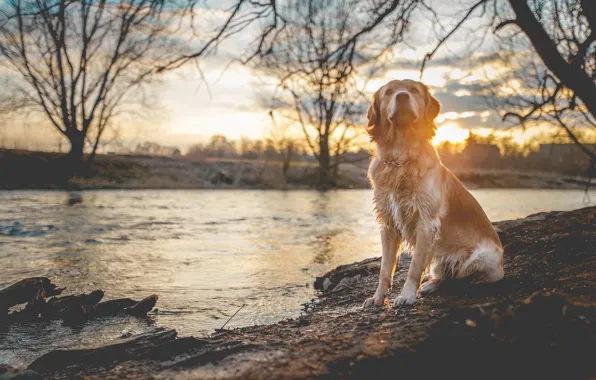 Sunset, river, dog