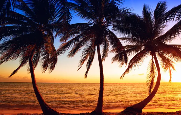 Sea, beach, the sky, the sun, trees, sunset, tropics, palm trees