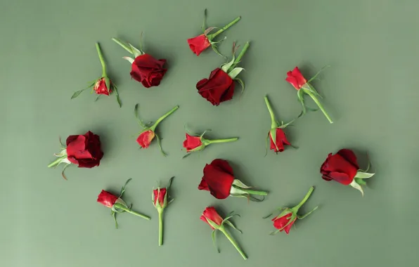 Picture flowers, roses, buds, wood, flowers, roses