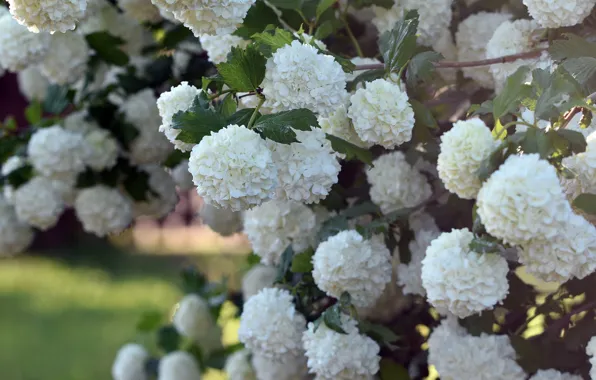 Leaves, flowers, Bush, spring, garden, white, white, flowering