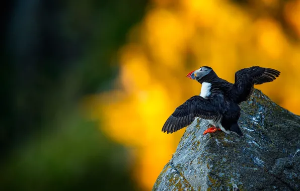 Yellow, background, bird, stone, wings, stalled, bokeh, the scope