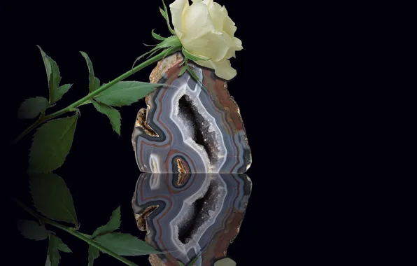 Picture flower, stone, reflection, white rose, quartz