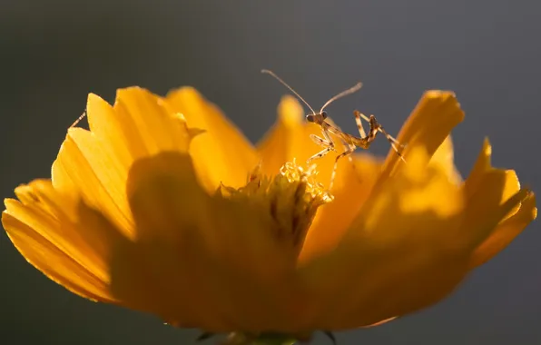Macro, flowers, Mantis