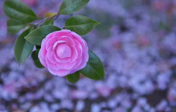 Picture leaves, background, pink, Camellia
