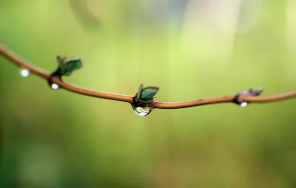 Drops, macro, branches, background, blur